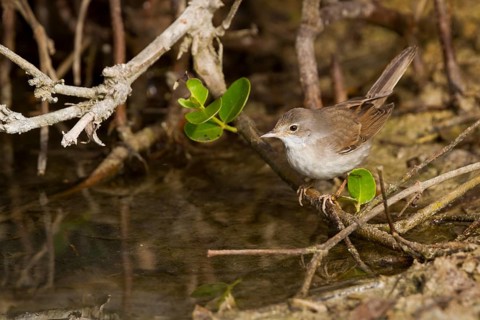 Common Whitethroat - Dorngrasmücke - Sylvia communis ssp. rubicola, Oman, adult female