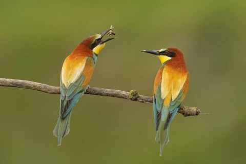 European Bee-eater (Merops apiaster) pair displaying, Piedmont, Italy