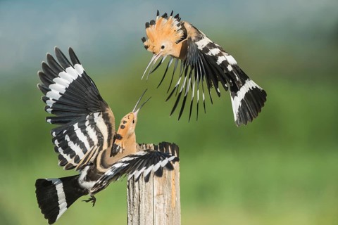 Eurasian Hoopoe (Upupa epops) fighting for perch, Aosta Valley, Italy