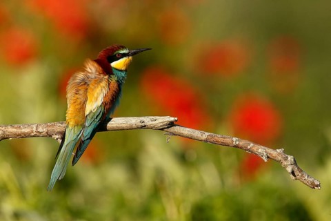 European Bee-eater (Merops apiaster), Piedmont, Italy