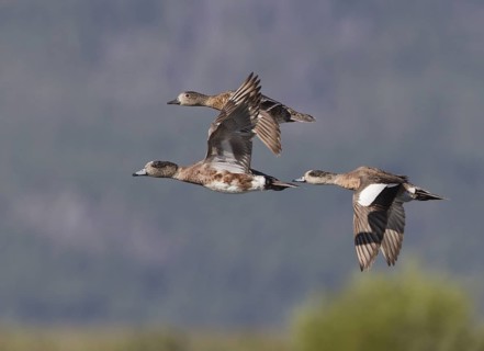 American Wigeon (Mareca americana) male flying, Montana, USA