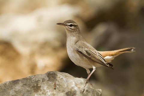 Rufous-tailed Scrub Robin (Cercotrichas galactotes syriaca), Oman