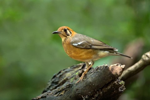 Orange-headed Thrush (Geokichla citrina), Bidoup National Park, Vietnam
