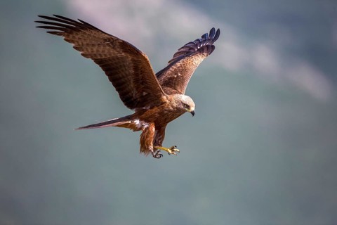Black Kite (Milvus migrans) flying, Madrid, Spain