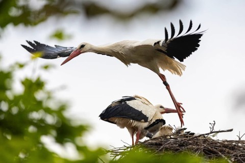 White stork (Ciconia ciconia) flies from the nest, pair with young birds in the nest, birds,
