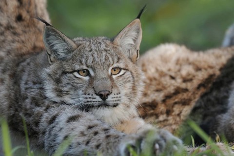 Stretching and stretching... Eurasian lynx (Lynx lynx) lolling around after midday rest, detailed