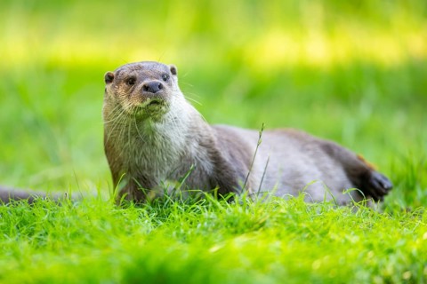 Eurasian otter (Lutra lutra) on a meadow, Hesse, Germany