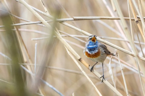 Bluethroat (Luscinia svecica cyanecula) ml Germany