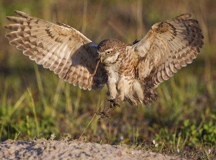 Burrowing Owl (Athene cunicularia) flying with a worm in its beak, Florida, USA