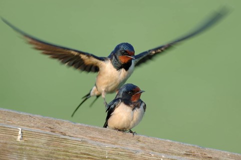 Barn Swallow (Hirundo rustica) pair displaying, Netherlands