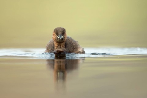 Little Grebe (Tachybaptus ruficollis), North Rhine-Westphalia, Germany