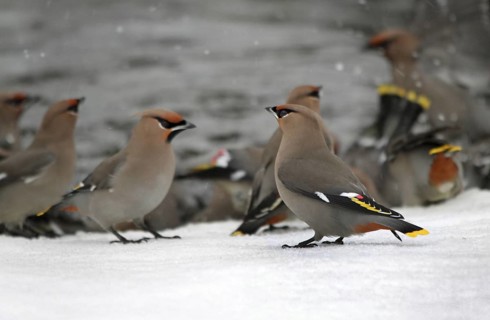 Bohemian Waxwing (Bombycilla garrulus) bathing, Saskatchewan, Canada