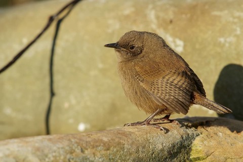 Cobb's Wren (Troglodytes cobbi) on a rocky beach in the Falkland Islands