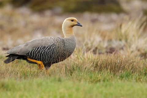 Upland Goose (Chloephaga picta) perched on the ground in the Falkland Islands