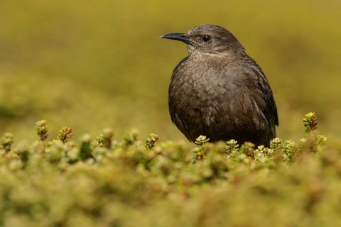 Blackish (Tussock Bird) Cincloides (Cinclodes antarcticus) on the ground in the Falkland Islands