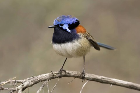 Blue-breasted Fairywren (Malurus pulcherrimus) male, Western Australia, Australia