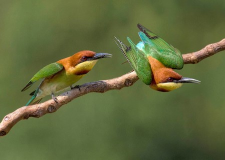 Chestnut-headed Bee-eater (Merops leschenaulti), Penang, Malaysia