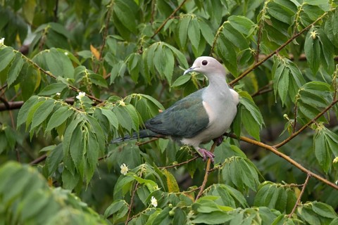 Green Imperial Pigeon (Ducula aenea pusilla) perched on a branch, Udawalawe National Park, Sri
