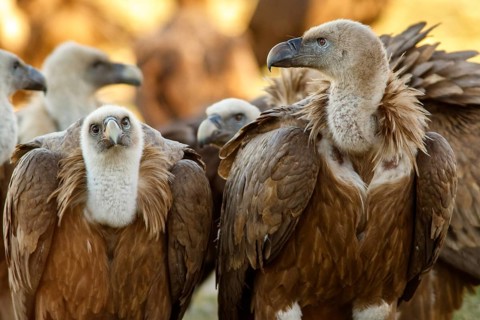 Griffon Vulture (Gyps fulvus) group on field, Castile and Leon, Spain