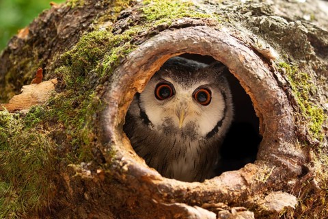 Northern White-faced Owl (Ptilopsis leucotis) captive, peering out from tree hole, Germany
