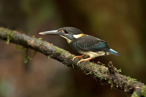 Blue-banded Kingfisher (Alcedo euryzona) young male perched on a branch, Selangor, Malaysia