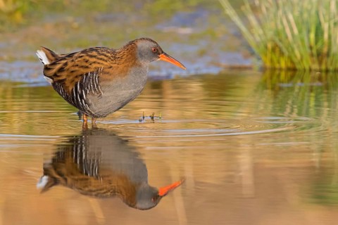 Wasserralle, Water Rail, Rallus aquaticus, Râle d'eau, Rascón Europeo