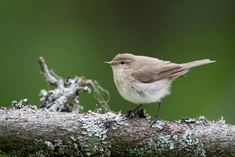 Siberian Chiffchaff - Taigazilpzalp - Phylloscopus tristis, Kazakhstan