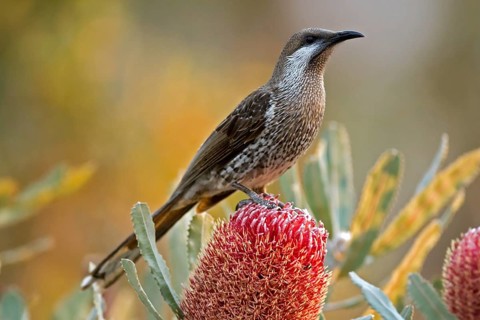 Western Wattlebird (Anthochaera lunulata), Western Australia, Australia