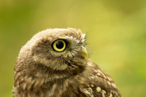 Little Owl glaux (Athene noctua) juvenile, Germany