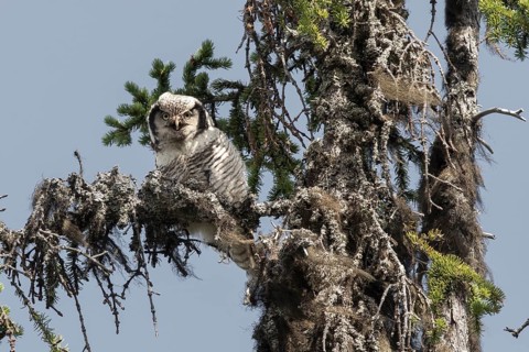Northern Hawk-Owl (Surnia ulula), Dalarna, Sweden