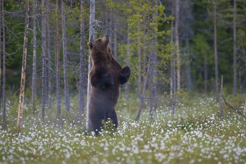Eurasian Brown Bear (Ursus arctos) standing at tree trunk and rubbing its back, Finland