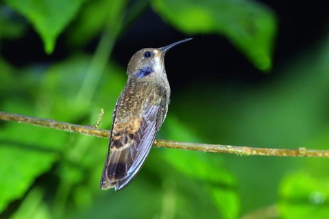 Brown Violet-ear in the rain. Colibri delphinae San Jose, Costa Rica 7 November Adult Trochilidae