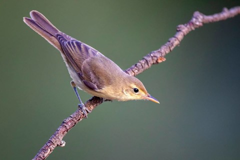 Melodious Warbler (Hippolais polyglotta) perched on a branch, Castile and Leon, Spain
