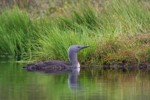 Sterntaucher (Gavia stellata) Red-throated Diver