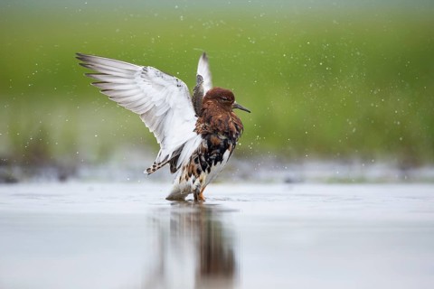 Ruff (Calidris pugnax) male, Mecklenburg-Western Pomerania, Germany