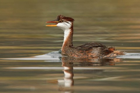 Titicaca Flightless Grebe (Rollandia microptera) in lake Titicaca in Bolivia, South America