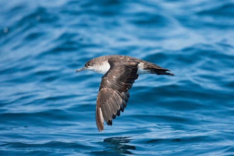 Black-vented Shearwater Puffinus opisthomelas San Diego, California, United States 14 September
