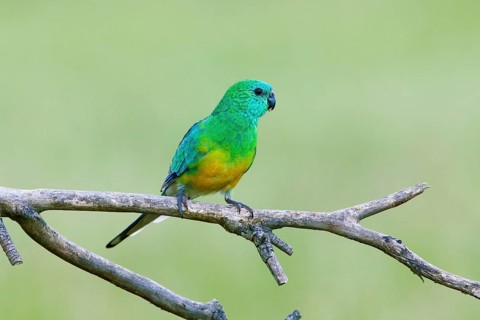 Red-rumped Parrot (Psephotus haematonotus) male perched on a branch, Victoria, Australia
