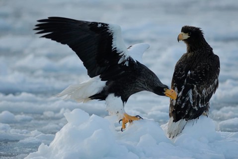 Steller's Sea Eagle (Haliaeetus pelagicus), Hokkaido, Japan