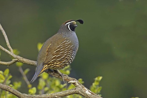 California Quail (Callipepla californica) male, California, USA