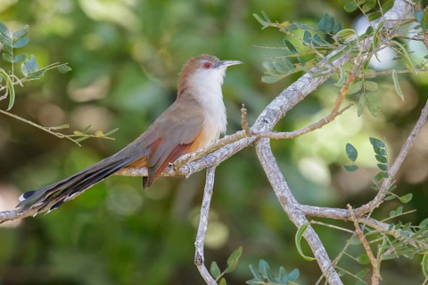 Great Lizard Cuckoo (Coccyzus merlini) perched on a branch in Cuba