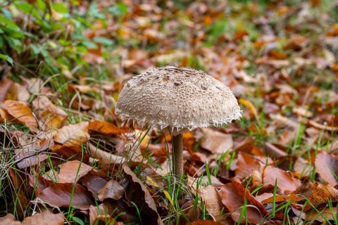 Parasol mushroom (Macrolepiota procera) mushroom in a forest in autumn, Bavaria, Germany