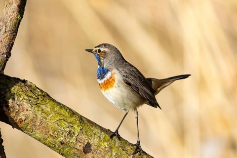 Bluethroat (Luscinia svecica cyanecula) ml Germany
