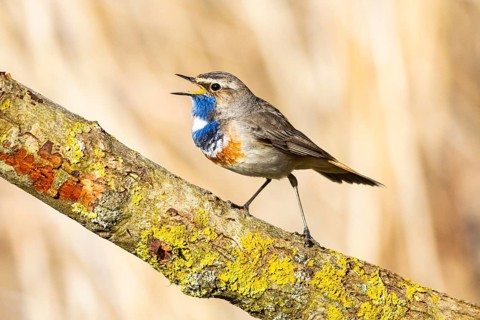 Bluethroat (Luscinia svecica cyanecula) ml Germany