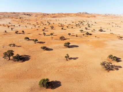 Sand dunes and camelthorn trees (Vachellia erioloba) in the Tsondab Valley in the Namib Desert.