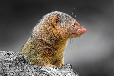 Dwarf mongoose (Helogale parvula), adult, captive, animal portrait, occurrence savannahs, light