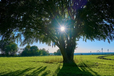Sunbeams breaking through the branches of a large tree standing in the centre of a green meadow,
