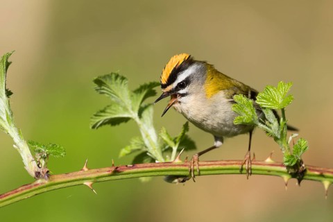 Firecrest - Sommergoldhähnchen - Regulus ignicapilla ssp. ignicapilla, Germany