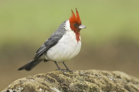 Red-crested Cardinal (Paroaria coronata), Hawaii, USA