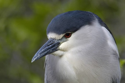 Black-crowned Night Heron (Nycticorax nycticorax), Florida, USA